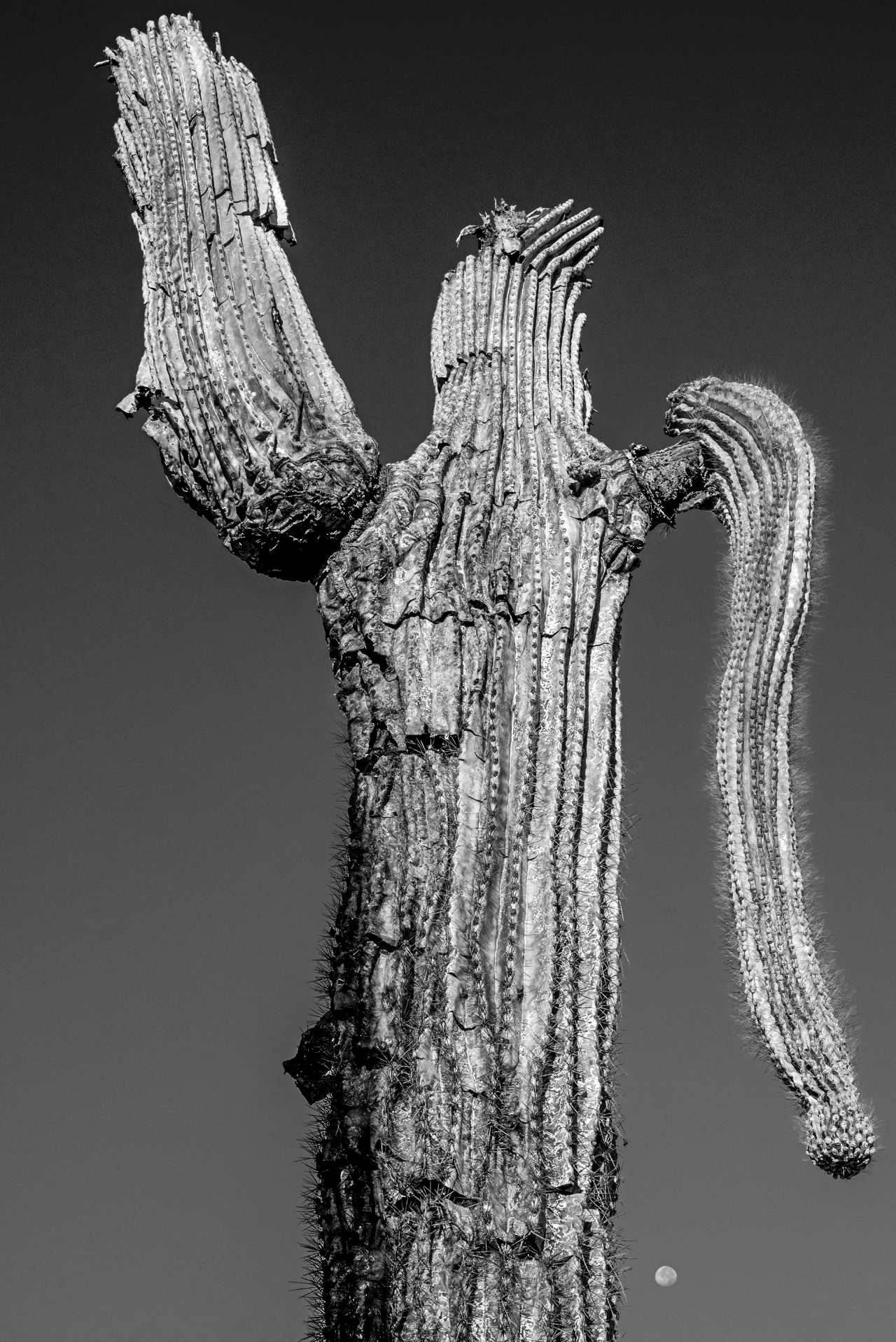 Cactus Man Cactus Man